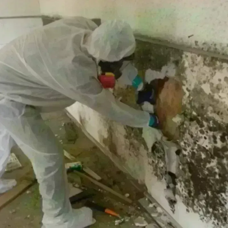 Mold Remediation and Removal in Palm Desert, CA